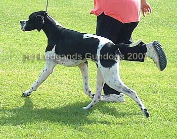 4th Junior Dog